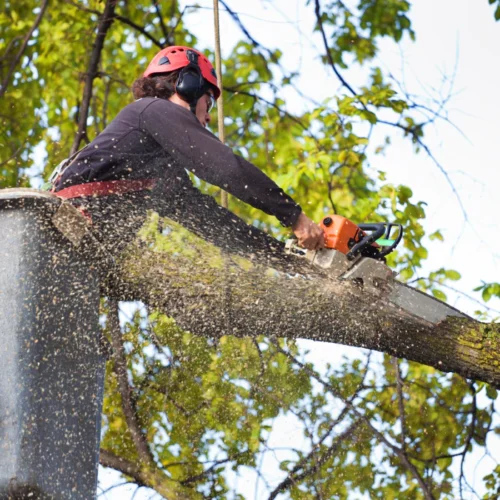 arborist doing tree pruning