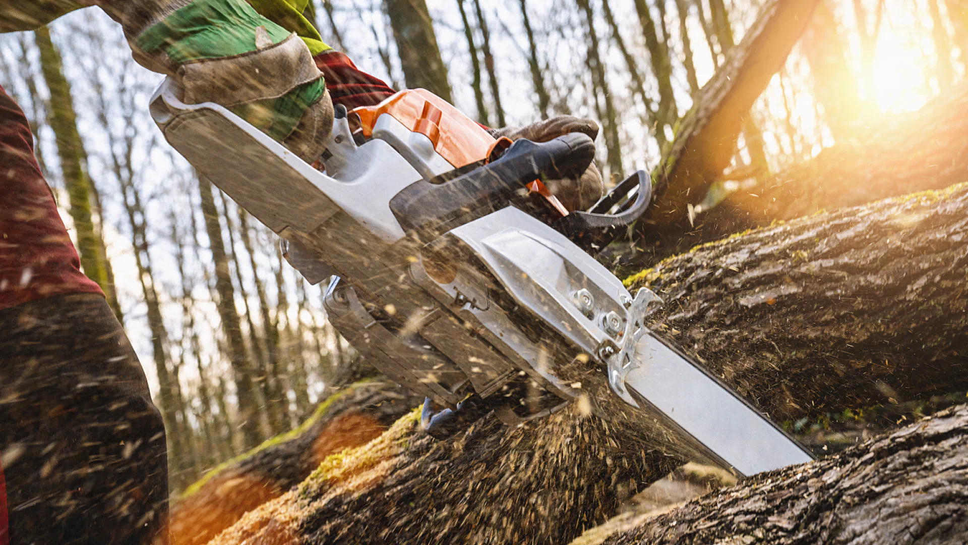 man cutting a tree with chainsaw