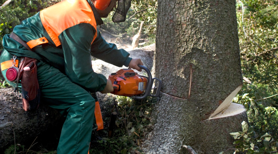 man cutting a tree2